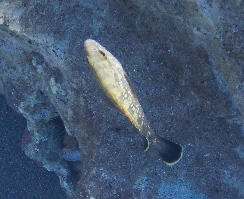 Cala Cartoe