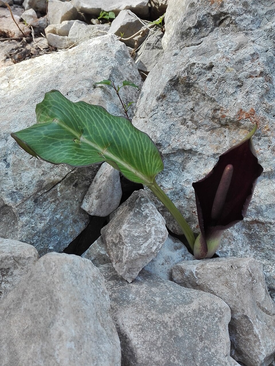 Cala Corso