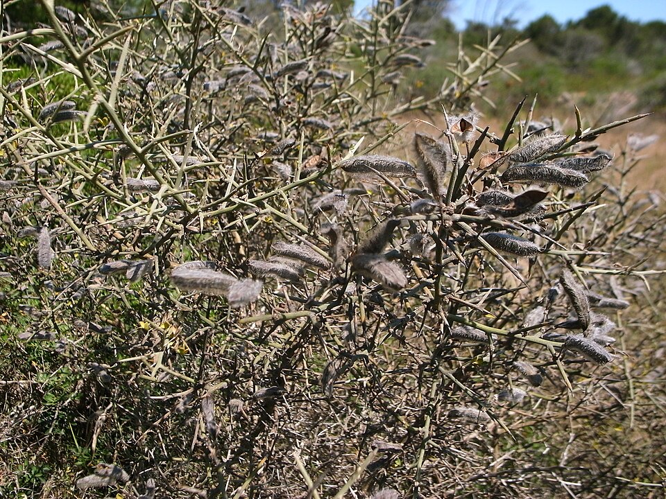 Cala Ginepro