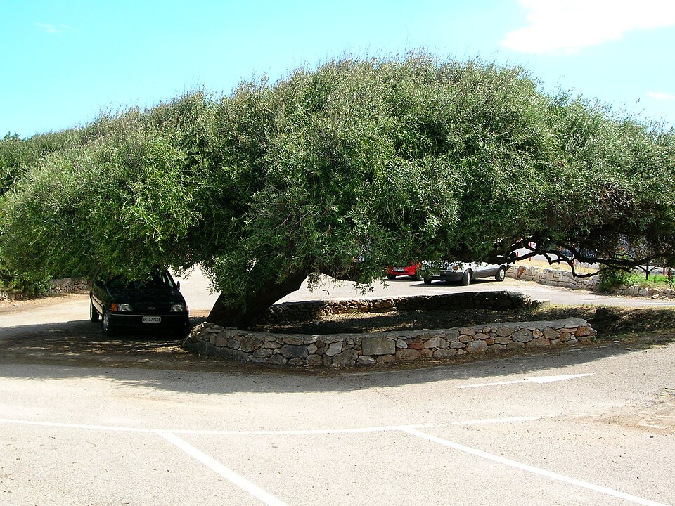 rosa marina